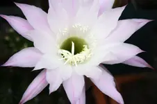 Kakteen (3).webp