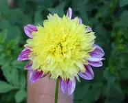 Dahlie.webp