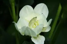 Dahlie und Schmetterling.webp
