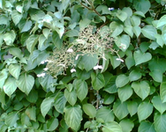 die Kletterhortensie.webp