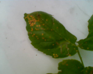 ein Blatt der Kletterrose.webp