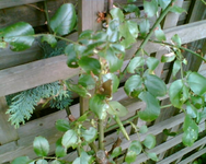 die Kletterrose.webp