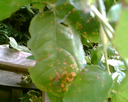 Blatt der Kletterrose.webp