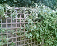 die Kletterrose oben.webp