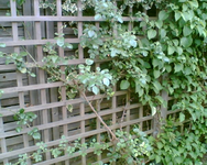 die Kletterrose unten.webp