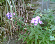 der Phlox.webp