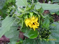 SDC10114.webp
