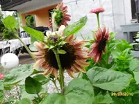 SDC10118.webp