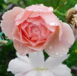 SDC10119.webp