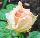 SDC10120.webp