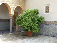 12.webp
