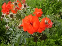 19.webp