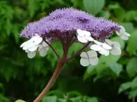 77.webp