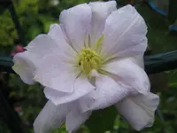 042.webp