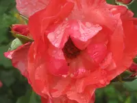 050.webp