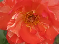 043.webp