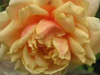 014.webp