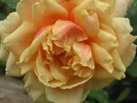 018.webp