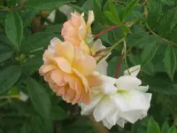 085.webp
