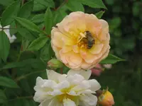 086.webp