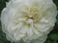 080.webp