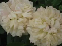 056.webp