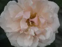 033.webp