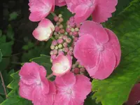 034.webp