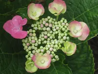 035.webp