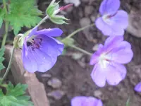 074.webp