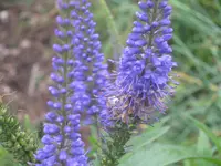 055.webp