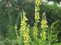 036.webp