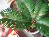 CIMG3362.webp