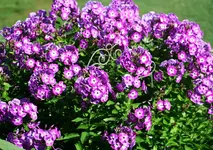 lila Phlox.webp