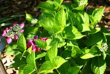 pinkfarbene Tellerhortensie.webp