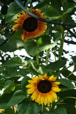 rote Sonnenblumen.webp
