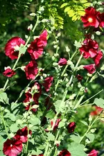 rote Stockrose.webp