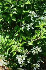 weiße Rispenhortensie.webp