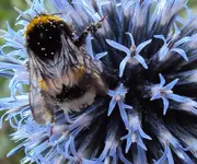 DSC00153 - 2010-07-27 - blaue kugeldistel hummel.webp
