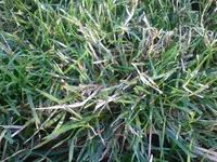 DSC00151.webp