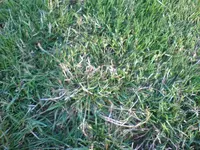 DSC00152.webp