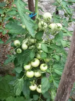 100_1437.webp