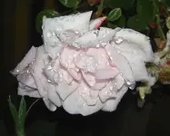 3368088.webp