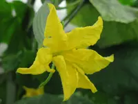 gurkenblüte.webp