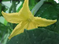 gurkenblüte1.webp