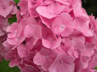 IMG_2085.webp