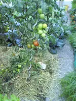 DSC00292.webp