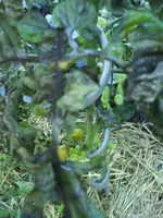 DSC00294.webp