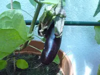 Aubergine.webp