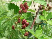 Brombeeren.webp
